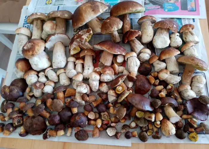 Apartman Plesivec All4Fun U Sjezdovky